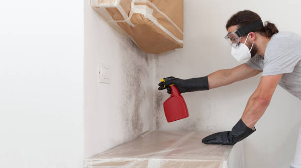 Professional Mold Cleanup technician working in Rebuck, PA