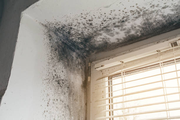 Affordable Mold Cleanup solutions in Rebuck, PA