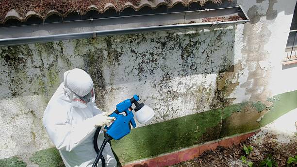 Top rated local Mold Cleanup specialists in Rebuck, PA